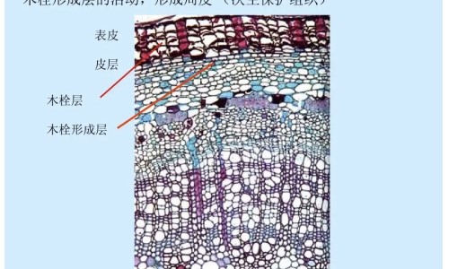 舍曲林主治什么-舍曲林药片,中国舍曲林片主治网站